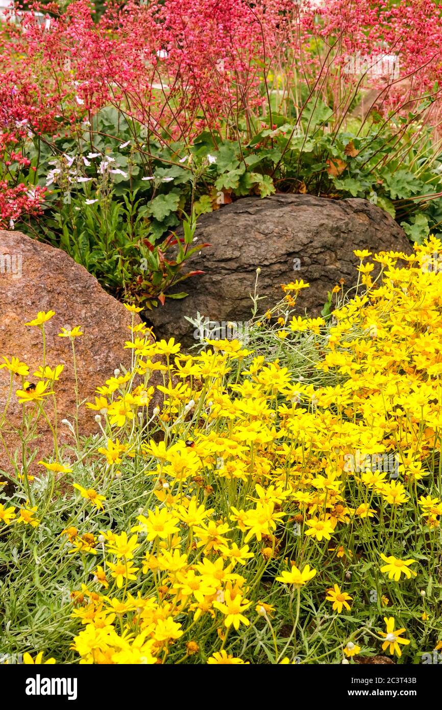 Woolly Sunflower Eriophyllum lanatum, Coral Bells Heuchera flowers on rock garden alpine plants rockery stone Stock Photo
