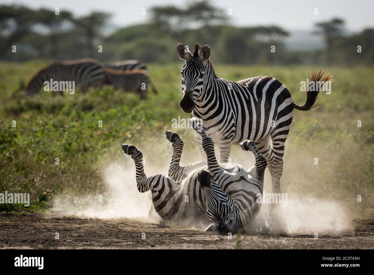 One adult zebra dust bathing with another one watching her in Ndutu Tanzania Stock Photo