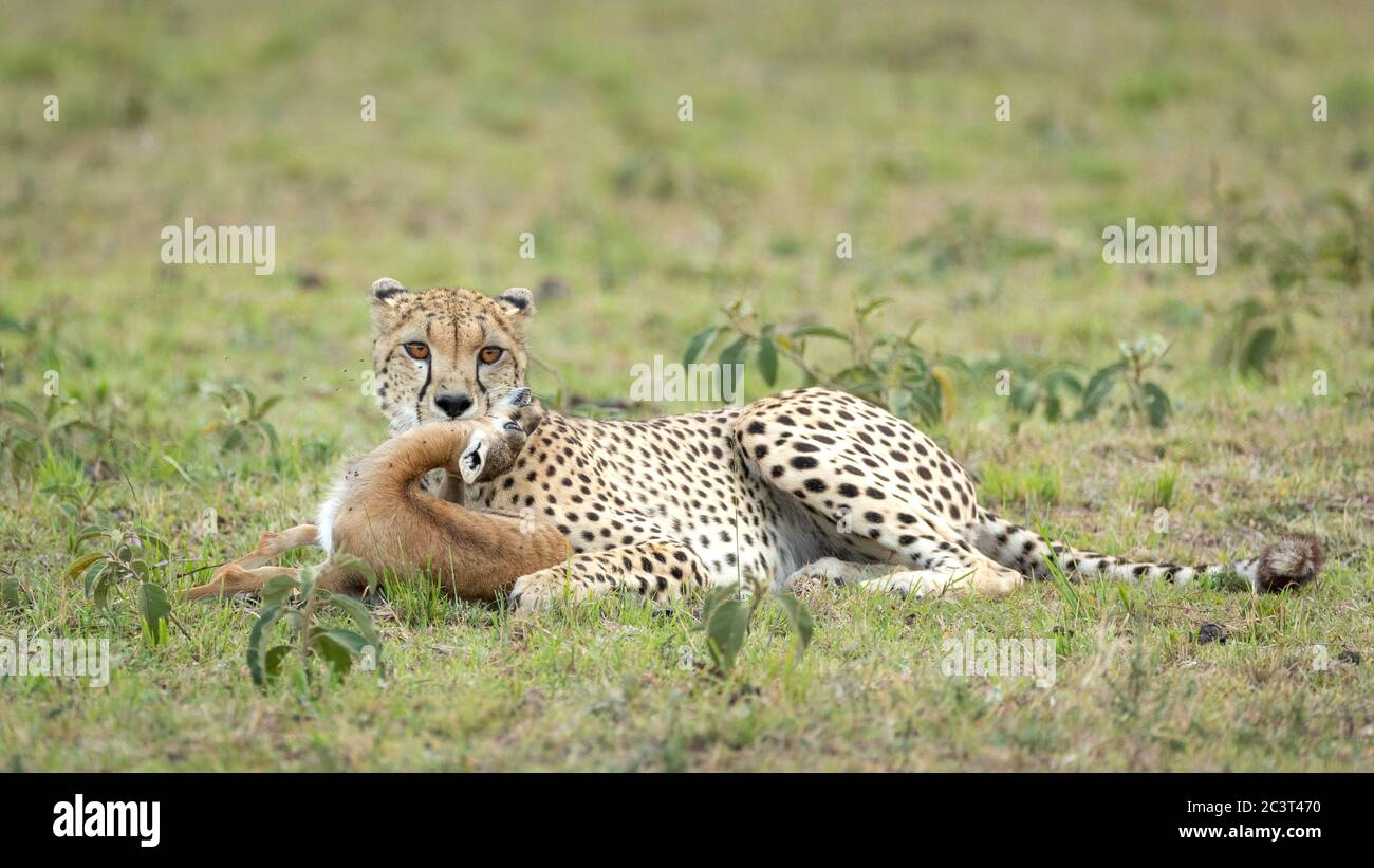 Female cheetah lying down holding a dead Thompson's gazelle by her throat in Masai Mara Kenya Stock Photo