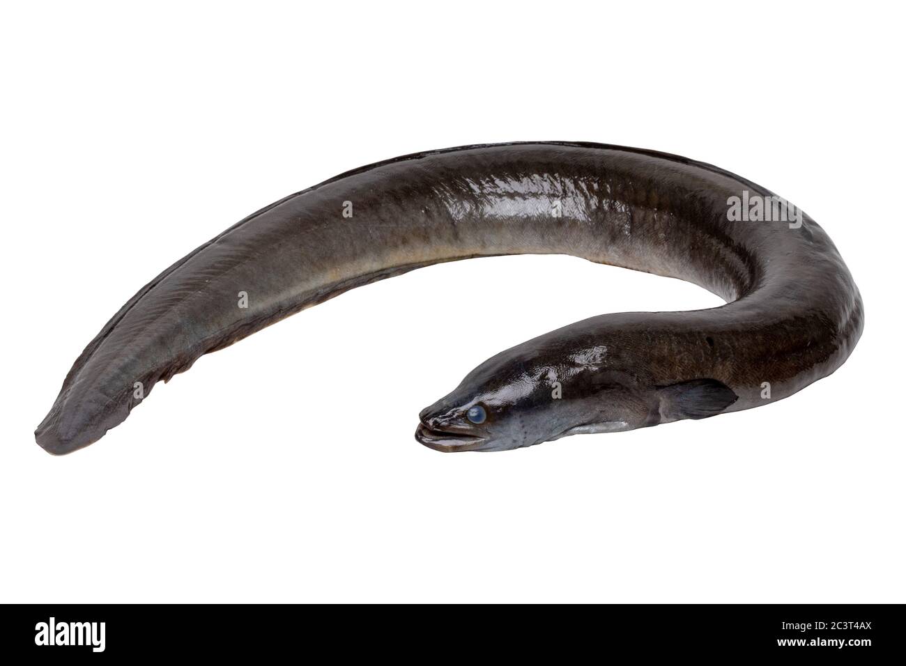 Seafood background. Close-up of a fresh cleaned raw european eel fish