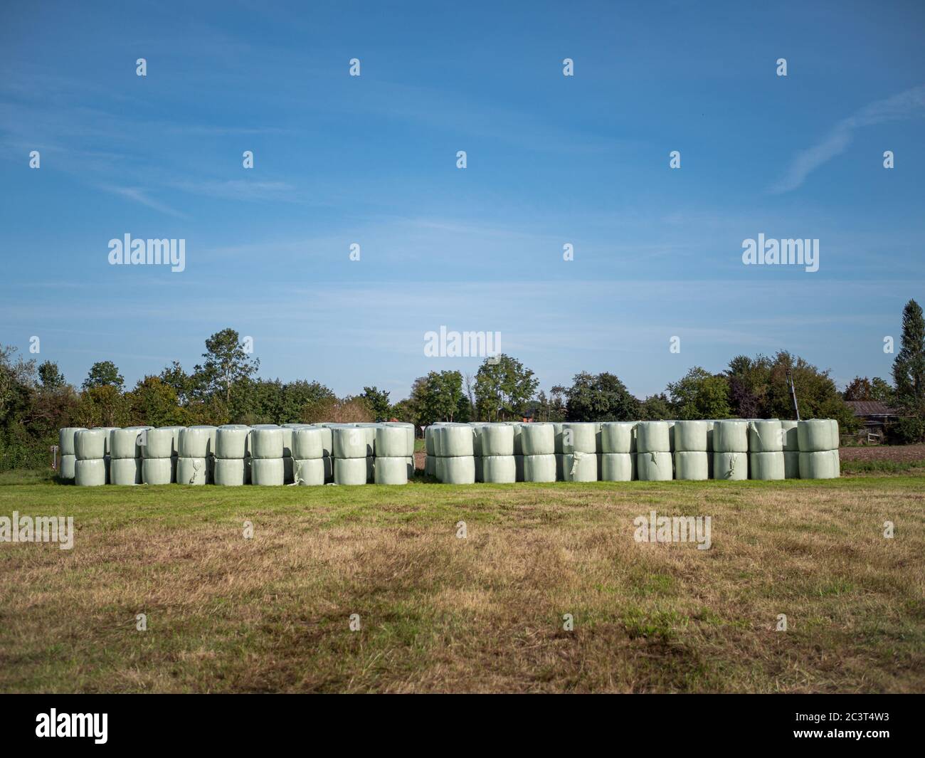 Runballs, hay bales wrapped in foil and stacked on top of each other for storage. Stock Photo