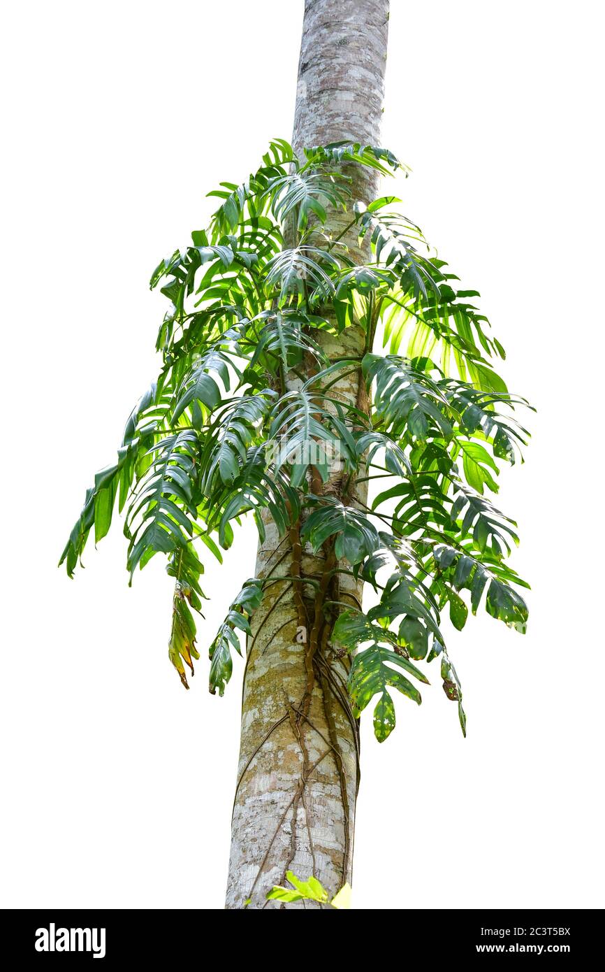 monstera adansonii wiki Monstera Adansonii Swiss Cheese
