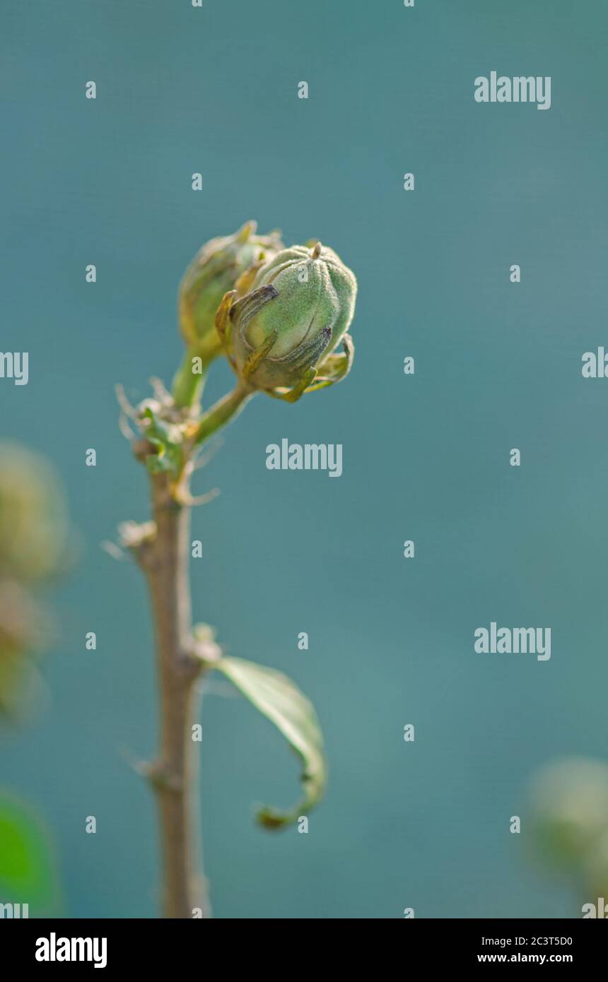 Hibiscus with seeds. How to collect Hibiscus flower seeds Stock Photo
