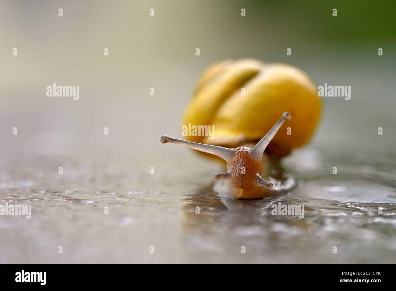 Beautiful macro shot of a snail with a shell Stock Photo
