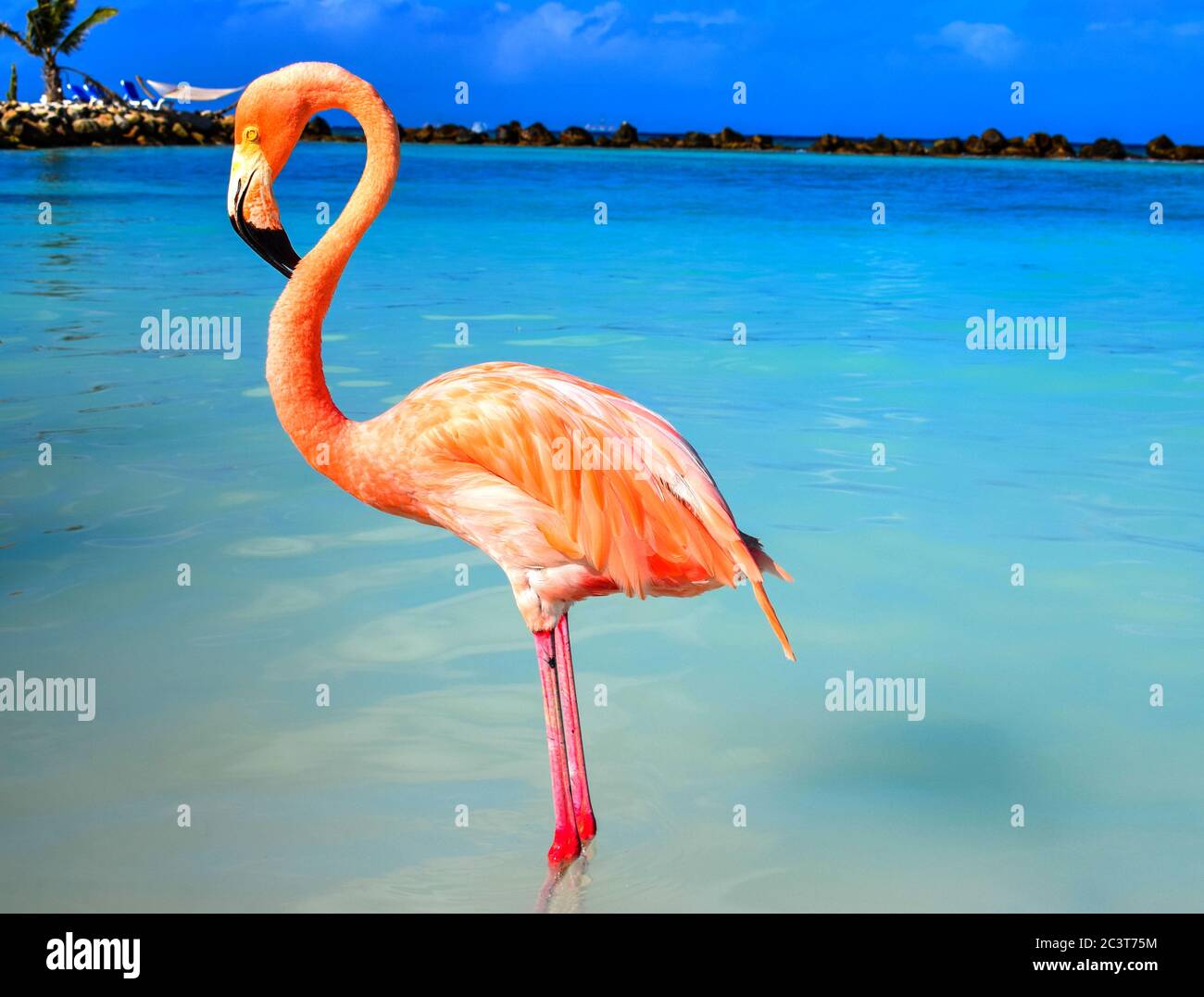 Pink Flamingo standing close to the sea on a beach in Renaissance Island, Aruba Stock Photo