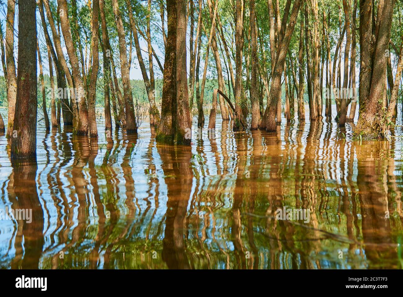 Willows grow out of water. Tree trunks are reflected in the water Stock