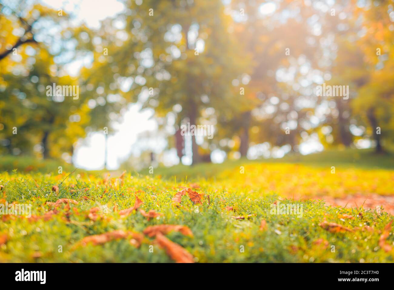 Closeup of spring grass field with dandelions and sunlight. Autumn spring background with blurred meadow trees Stock Photo