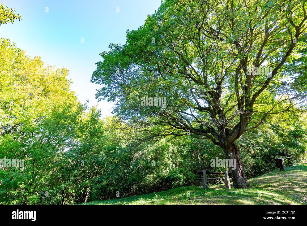 Beautiful tree on a sunny day in the field. Beautiful summer landscape. green field and trees Stock Photo