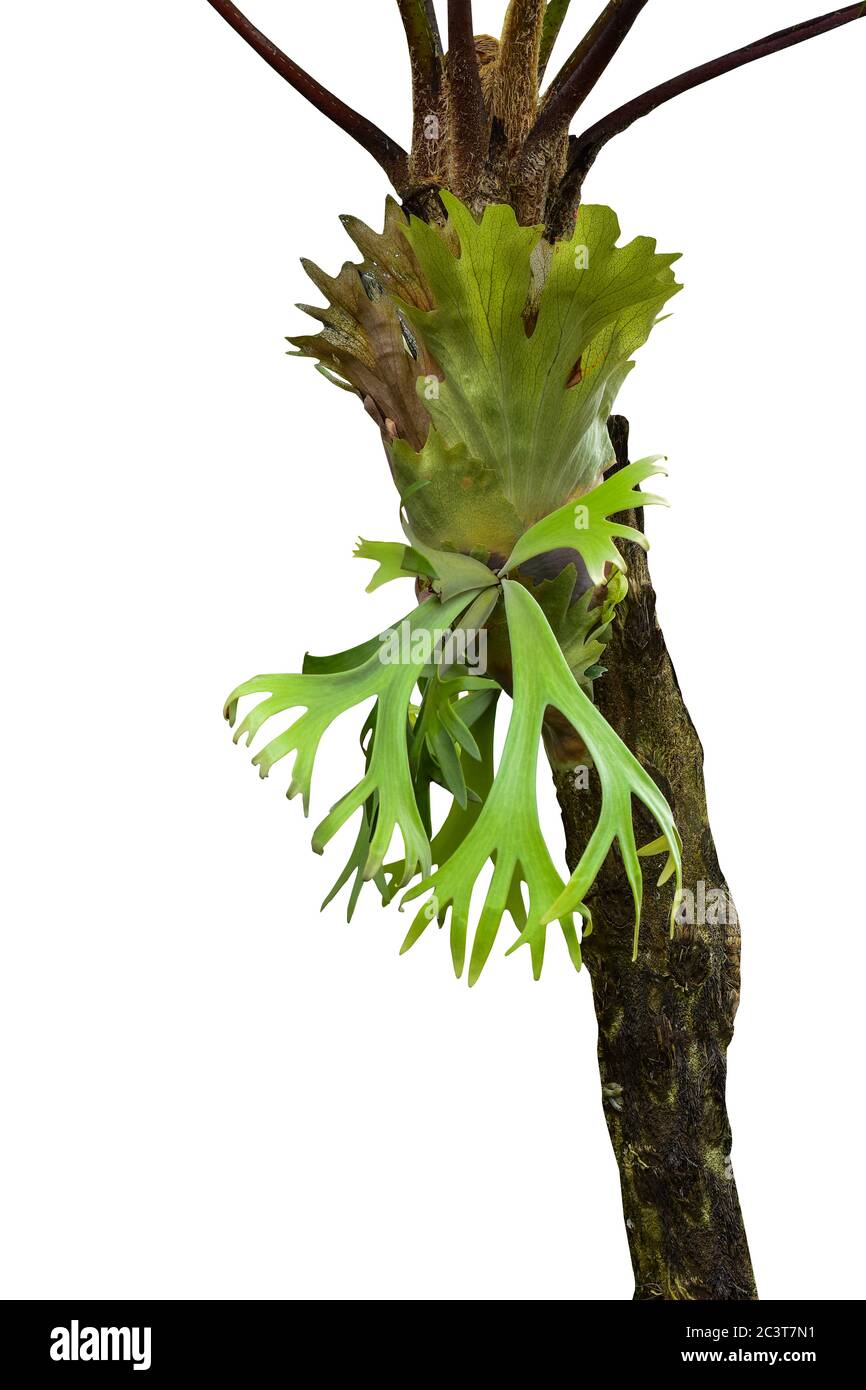 green plant of platycerium superbum is hanging from a tree isolated on white background. tropical rain forest plants. nature frame jungle border. with Stock Photo