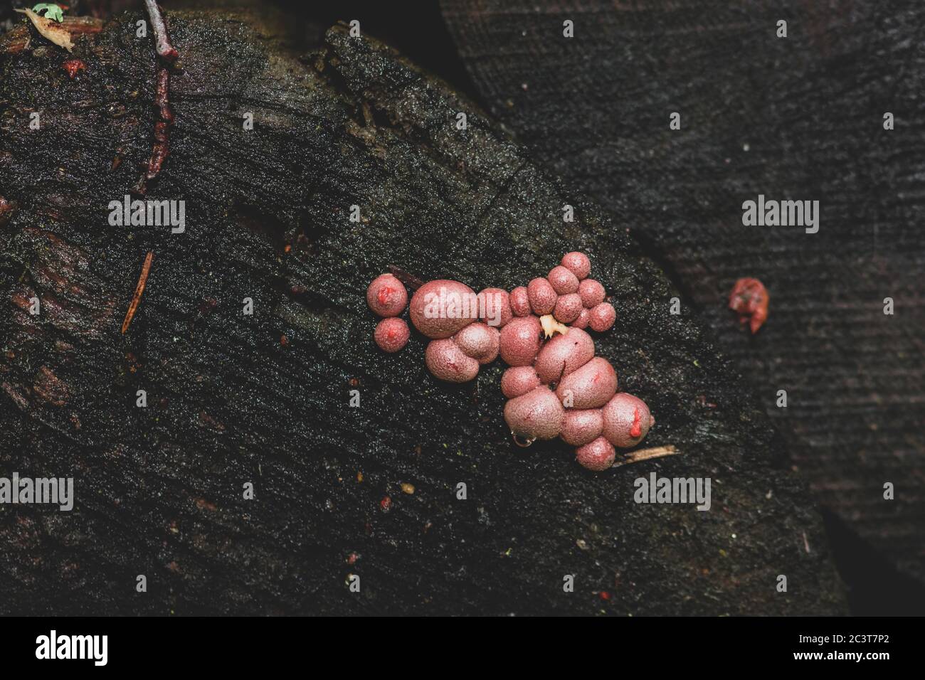 Strange looking pink mushrooms (Lycogala epidendrum, wolf milk or groening slime) growing on old, dark and wet trunk with copy space Stock Photo