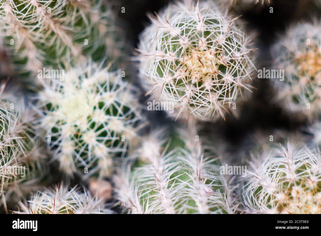 Aerial shot of a green cactus close up. Horizontal image cenital photography. Stock Photo