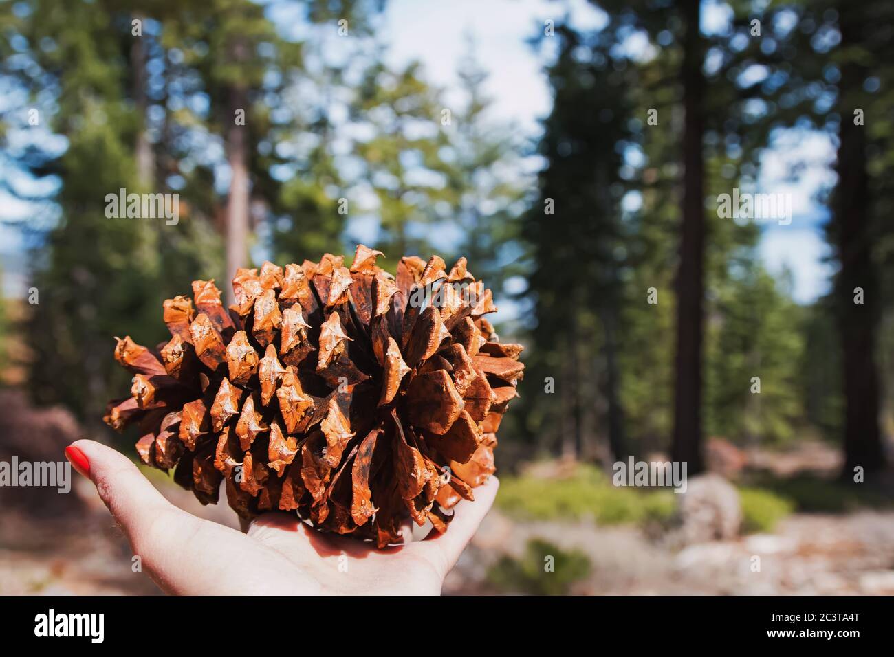 Large pine cone hi-res stock photography and images - Alamy