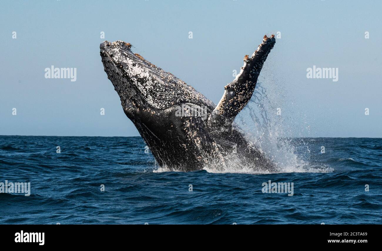 Humpback whale breaching. Humpback whale jumping out of the water. South Africa. Stock Photo