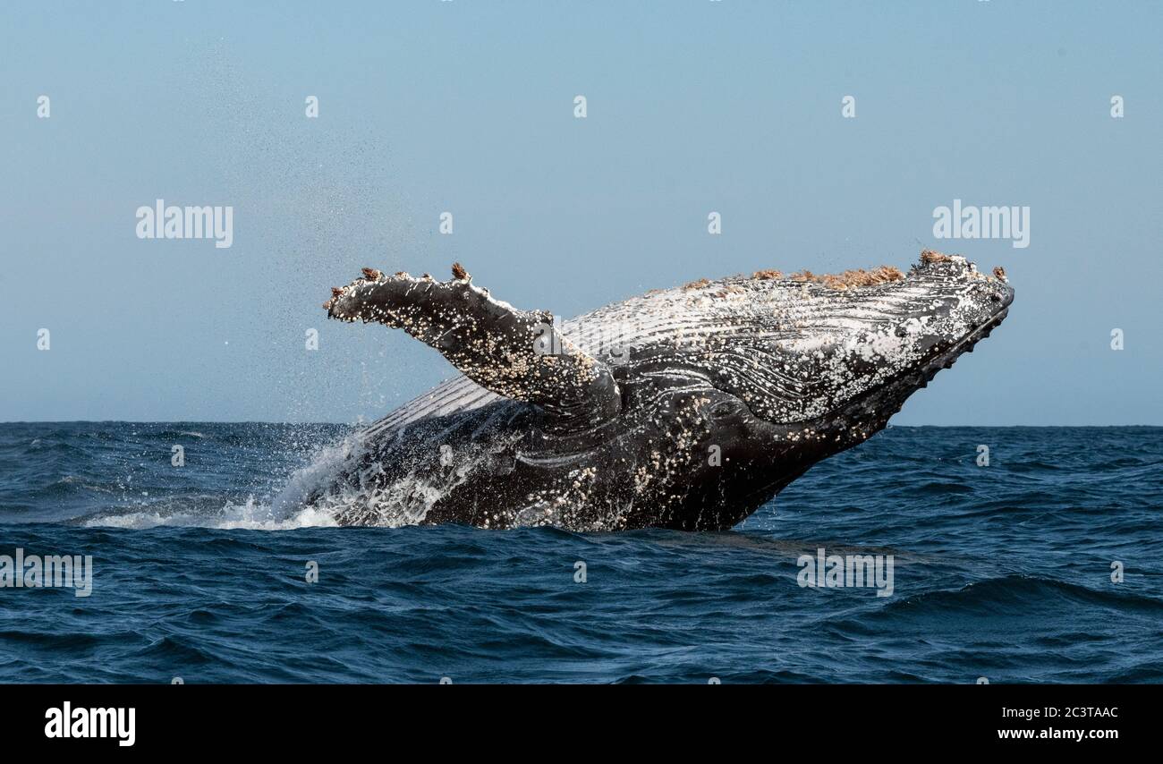 Humpback whale breaching. Humpback whale jumping out of the water. South Africa. Stock Photo