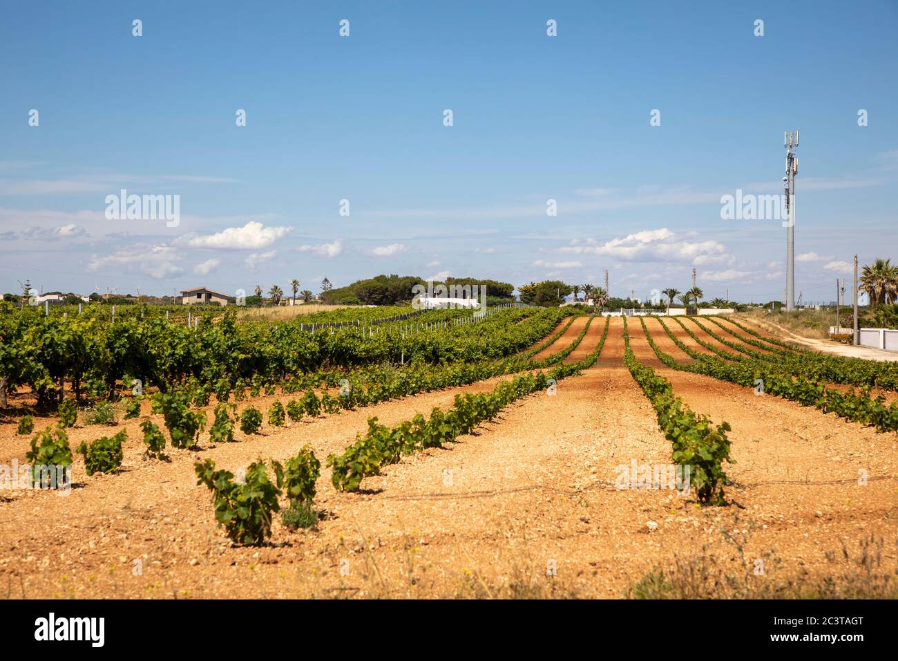 vineyard, Mazzara del Vallo, Trapani, Sicily Stock Photo