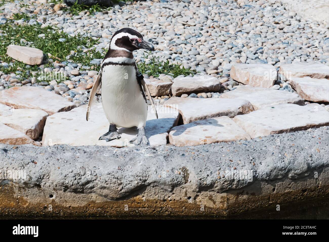 Cute small penguin standing on the stone Stock Photo