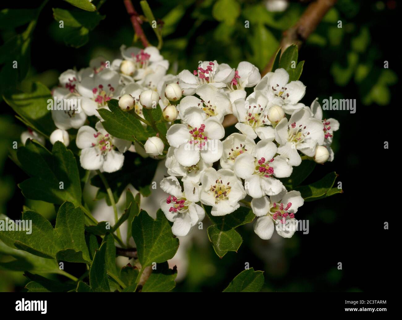 An attractive small tree this hybrid between a wild Malus and a Sorbus, the Hawthorn-leaved Crab Apple is occasionally planted Stock Photo