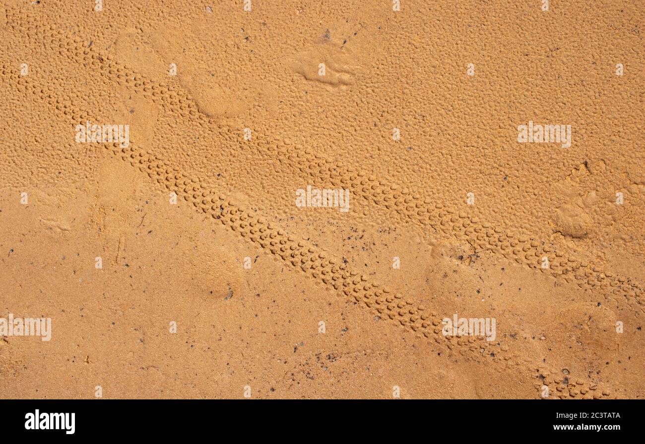Bicycle tire tracks in the wet sand Stock Photo Alamy