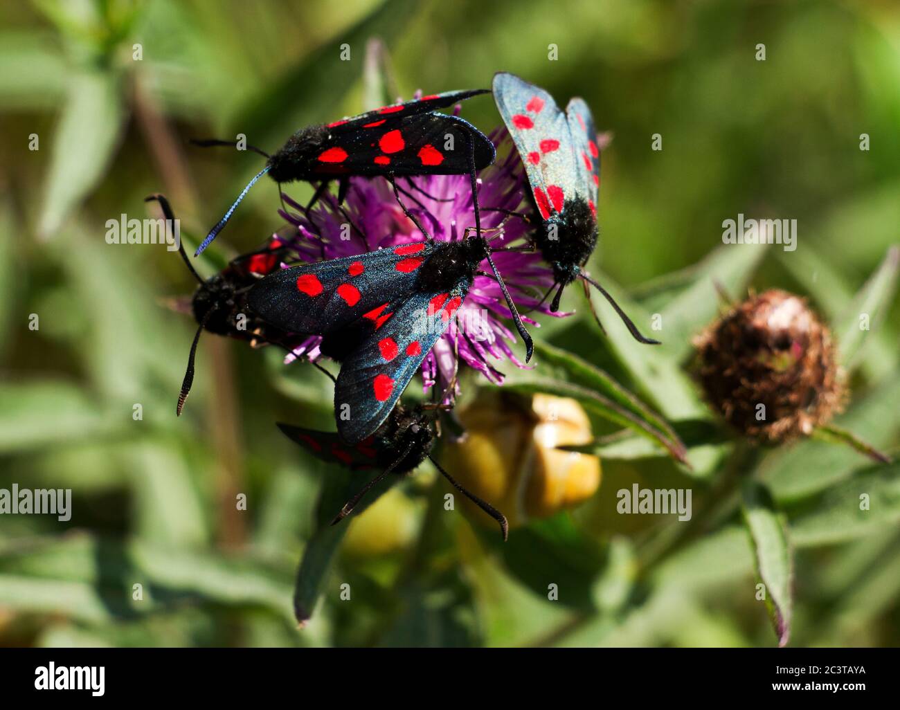 A cluster of newly emerged Six Spot Burnet's feed on the nectar of a Common Knapweed. These diurnal moths are common in grassland and heath areas Stock Photo