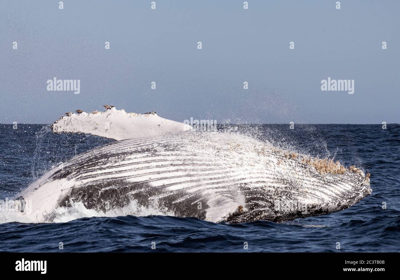 Humpback whale breaching. Humpback whale jumping out of the water ...