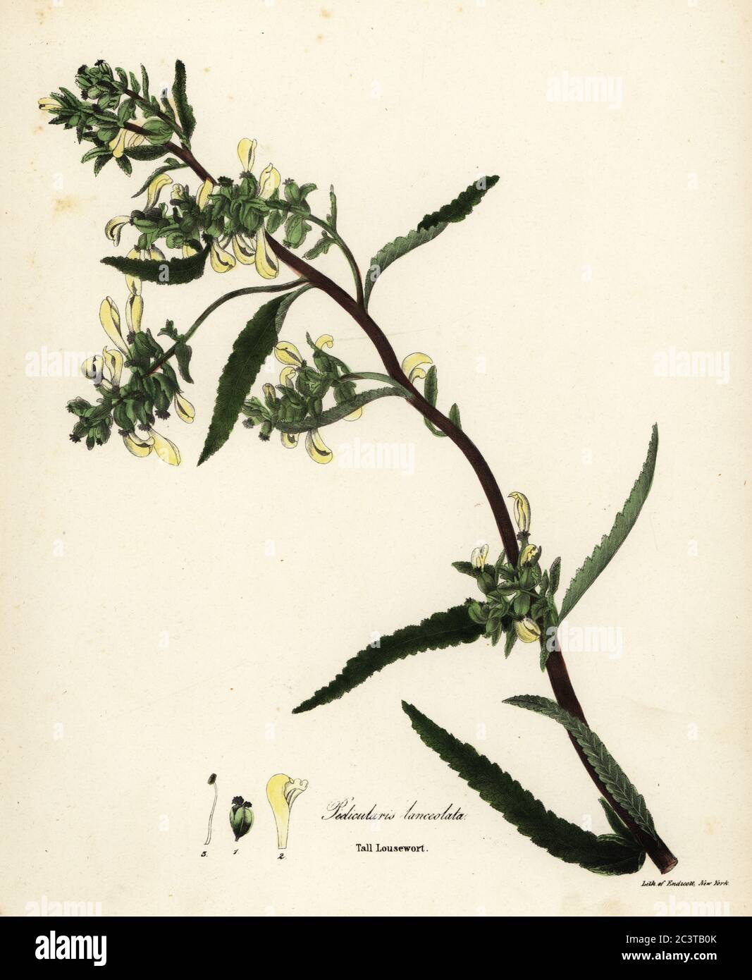 Tall lousewort or swamp lousewort, Pedicularis lanceolata. Handcoloured lithograph by Endicott after a botanical illustration from John Torrey’s A Flora of the State of New York, Carroll and Cook, Albany, 1843. The plates drawn by John Torrey, Agnes Mitchell, Elizabeth Paoley and Swinton. John Torrey was an American botanist, chemist and physician 1796-1873. Stock Photo