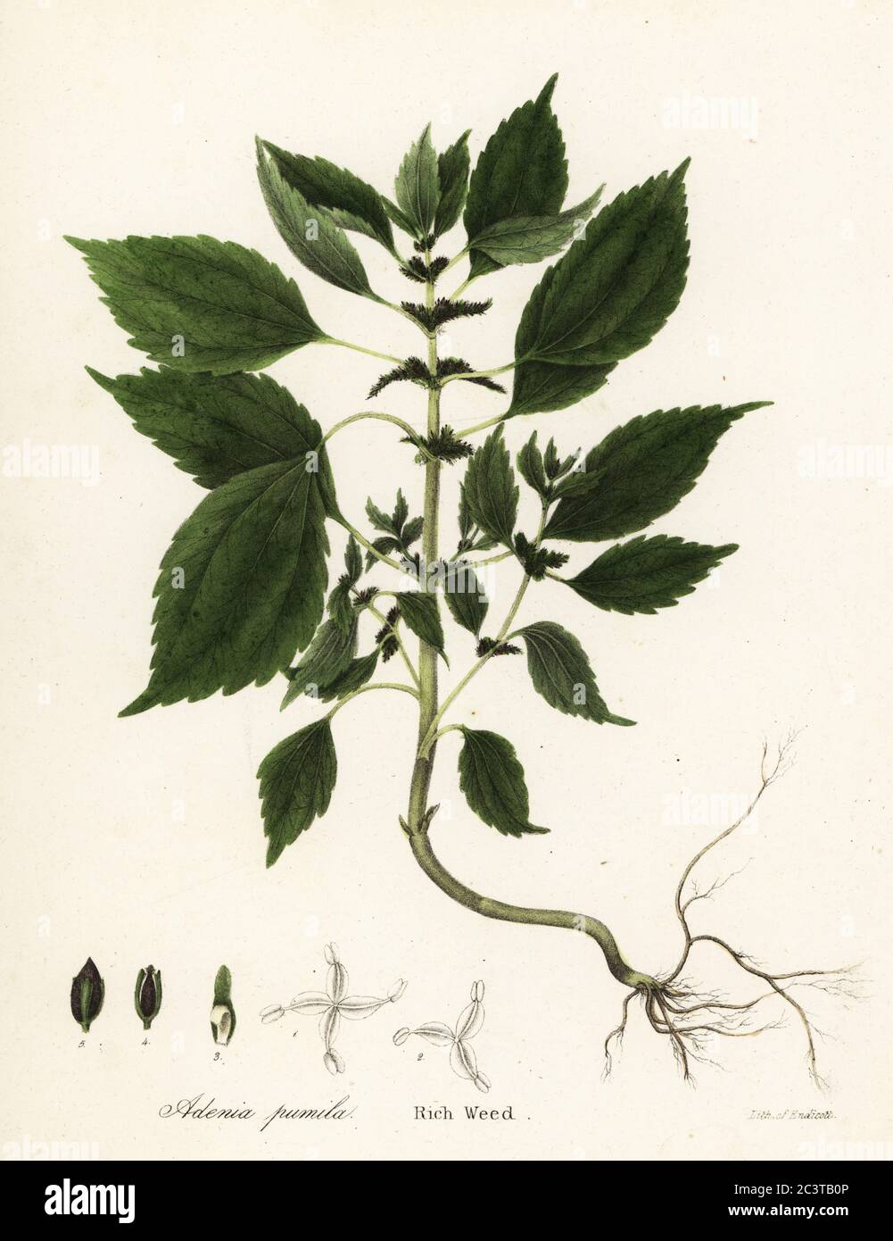 Rich weed, Adenia pumila (Collinsonia canadensis?). Handcoloured lithograph by Endicott after a botanical illustration from John Torrey’s A Flora of the State of New York, Carroll and Cook, Albany, 1843. The plates drawn by John Torrey, Agnes Mitchell, Elizabeth Paoley and Swinton. John Torrey was an American botanist, chemist and physician 1796-1873. Stock Photo
