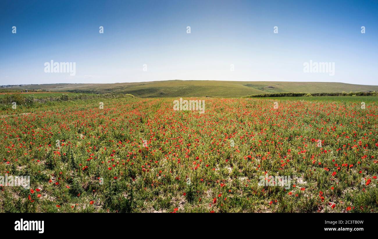 A panorama of the spectacular sight of a field of Common Poppies Papaver rhoeas growing as part of the Arable Fields Project on Pentire Point West in Stock Photo