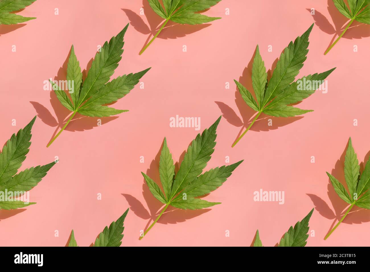 Pattern with green cannabis leaves on pink background Stock Photo