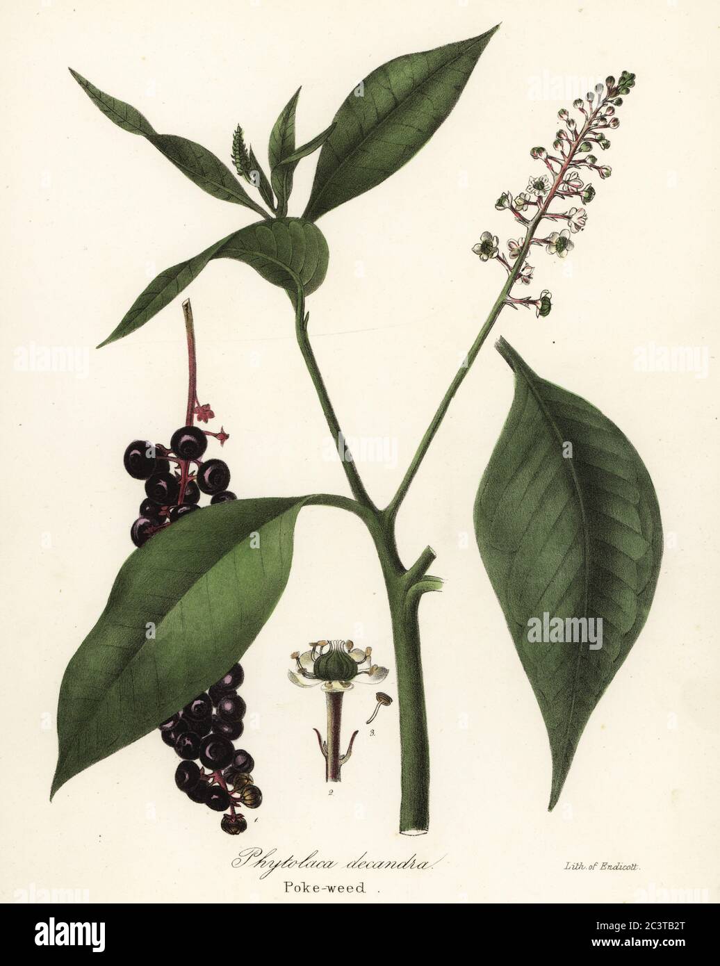 Pokeweed, Phytolacca americana (Phytolaca decandra). Handcoloured lithograph by Endicott after a botanical illustration from John Torrey’s A Flora of the State of New York, Carroll and Cook, Albany, 1843. The plates drawn by John Torrey, Agnes Mitchell, Elizabeth Paoley and Swinton. John Torrey was an American botanist, chemist and physician 1796-1873. Stock Photo