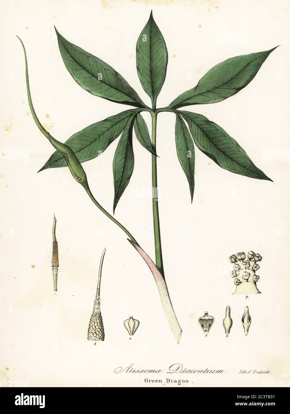 Green dragon or dragon-root, Arisaema dracontium. Handcoloured lithograph by Endicott after a botanical illustration from John Torrey’s A Flora of the State of New York, Carroll and Cook, Albany, 1843. The plates drawn by John Torrey, Agnes Mitchell, Elizabeth Paoley and Swinton. John Torrey was an American botanist, chemist and physician 1796-1873. Stock Photo