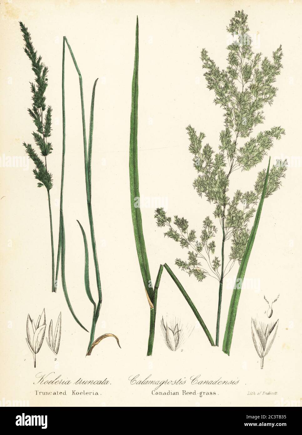 Prairie wedgescale, Sphenopholis obtusata, and Canadian reed-grass, Calamagrostis canadensis. Handcoloured lithograph by Endicott after a botanical illustration from John Torrey’s A Flora of the State of New York, Carroll and Cook, Albany, 1843. The plates drawn by John Torrey, Agnes Mitchell, Elizabeth Paoley and Swinton. John Torrey was an American botanist, chemist and physician 1796-1873. Stock Photo