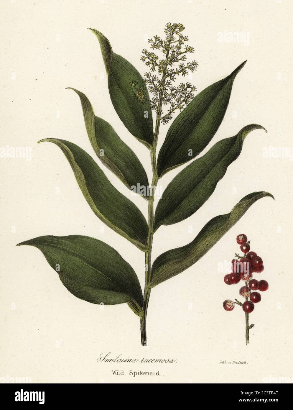 Treacleberry, Maianthemum racemosum (Wild spikenard, Smilacina racemosa). Handcoloured lithograph by Endicott after a botanical illustration from John Torrey’s A Flora of the State of New York, Carroll and Cook, Albany, 1843. The plates drawn by John Torrey, Agnes Mitchell, Elizabeth Paoley and Swinton. John Torrey was an American botanist, chemist and physician 1796-1873. Stock Photo