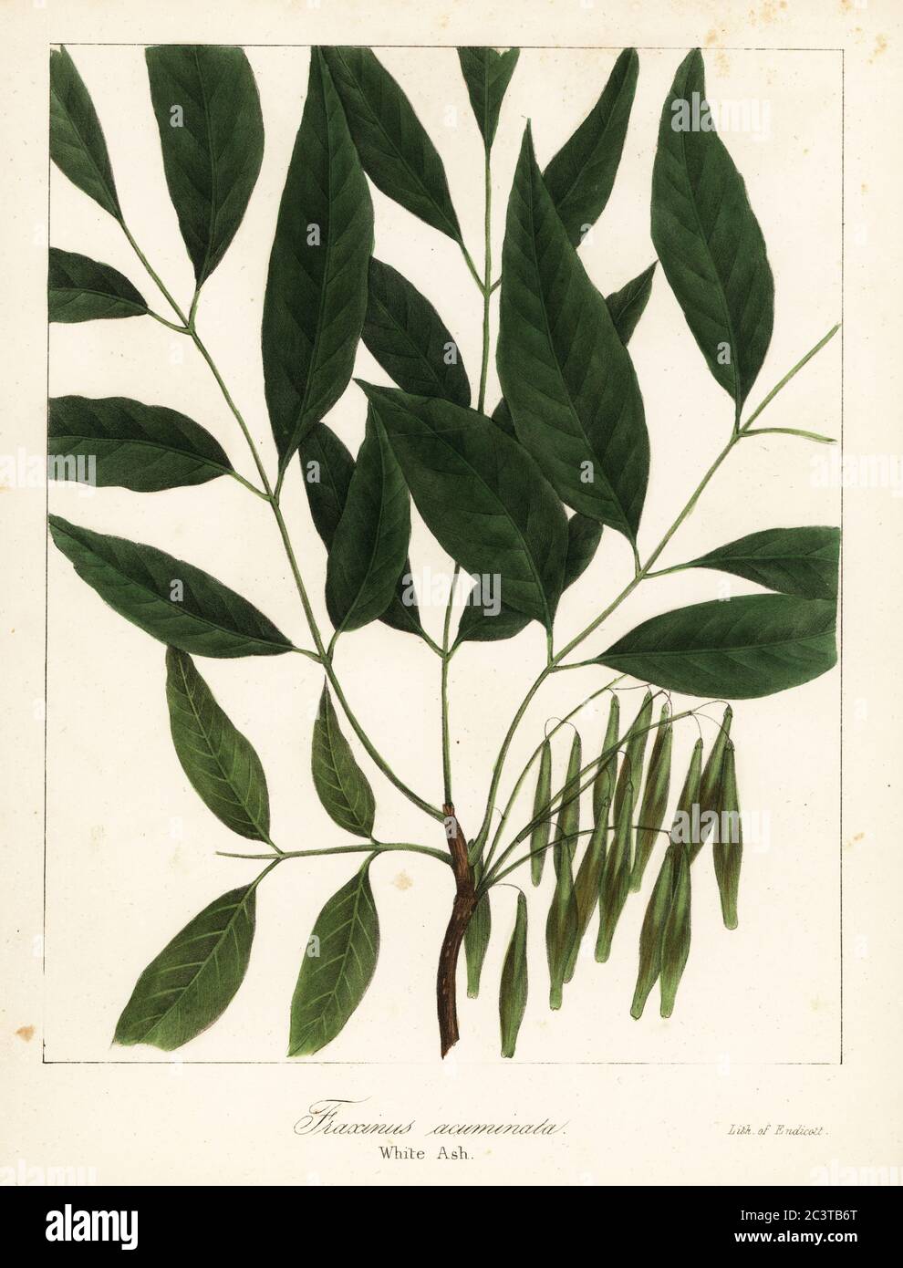 American ash, Fraxinus americana (White ash, Fraxinus acuminata). Critically endangered. Handcoloured lithograph by Endicott after a botanical illustration from John Torrey’s A Flora of the State of New York, Carroll and Cook, Albany, 1843. The plates drawn by John Torrey, Agnes Mitchell, Elizabeth Paoley and Swinton. John Torrey was an American botanist, chemist and physician 1796-1873. Stock Photo