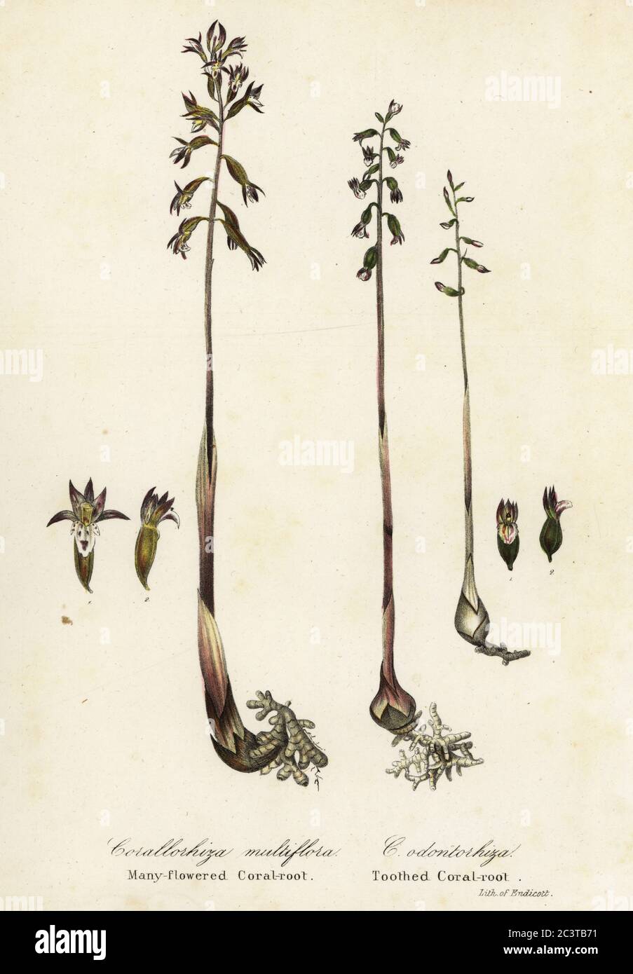 Spotted coralroot, Corallorhiza maculata, and fall coral-root, Corallorhiza odontorhiza (Many-flowered coralroot, Corallorhiza multiflora, and toothed coral-root, C. odontorhiza). Handcoloured lithograph by Endicott after a botanical illustration from John Torrey’s A Flora of the State of New York, Carroll and Cook, Albany, 1843. The plates drawn by John Torrey, Agnes Mitchell, Elizabeth Paoley and Swinton. John Torrey was an American botanist, chemist and physician 1796-1873. Stock Photo