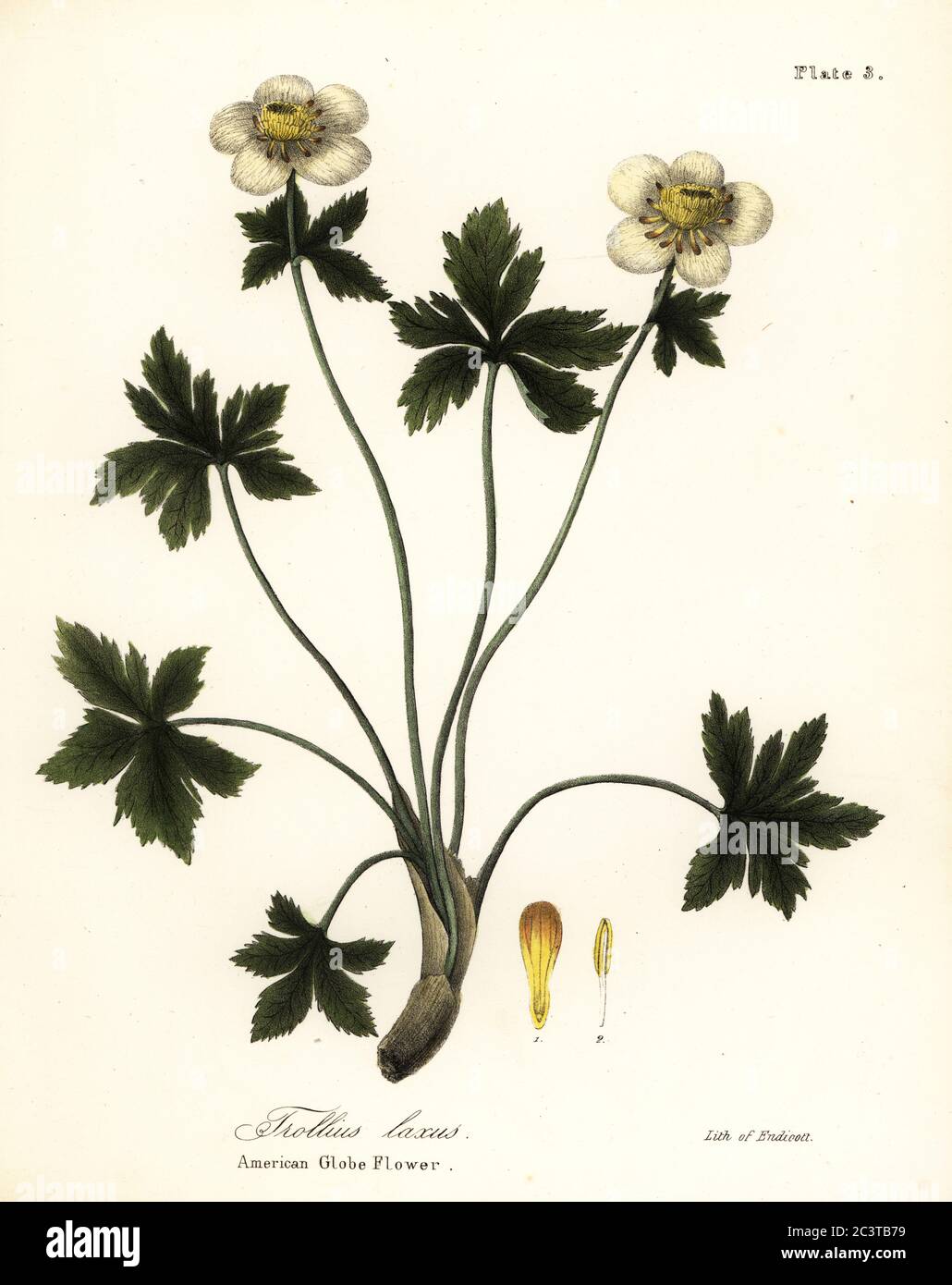 American globe flower or American spreading globeflower, Trollius laxus. Handcoloured lithograph by Endicott after a botanical illustration from John Torrey’s A Flora of the State of New York, Carroll and Cook, Albany, 1843. The plates drawn by John Torrey, Agnes Mitchell, Elizabeth Paoley and Swinton. John Torrey was an American botanist, chemist and physician 1796-1873. Stock Photo