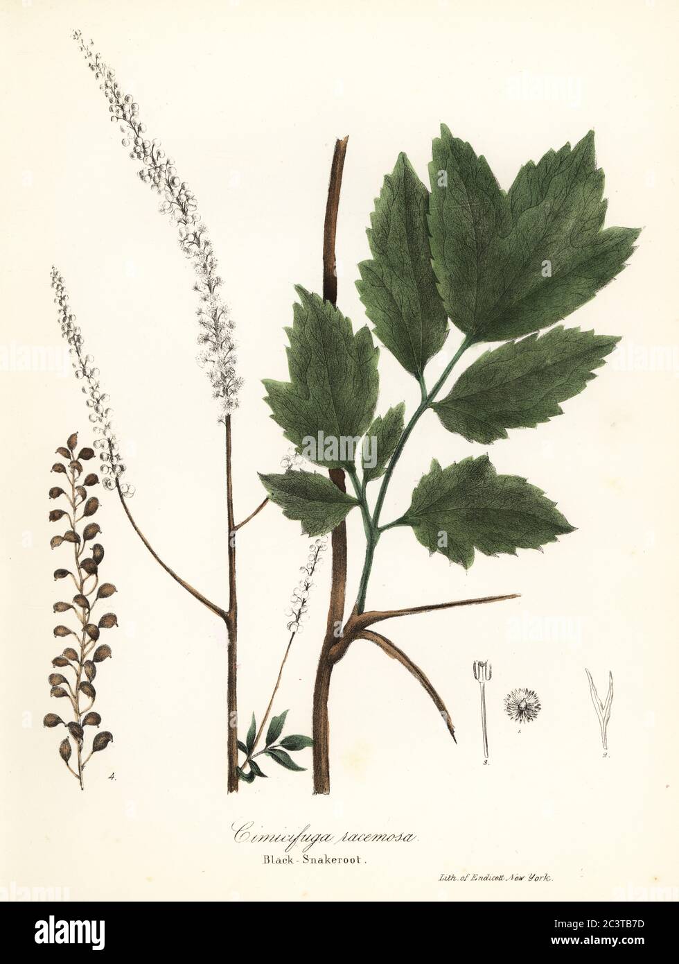 Black Cohosh Black Bugbane Black Snakeroot Or Fairy Candle Actaea Racemosa Cimicifuga Racemosa Handcoloured Lithograph By Endicott After A Botanical Illustration From John Torrey S A Flora Of The State Of New York