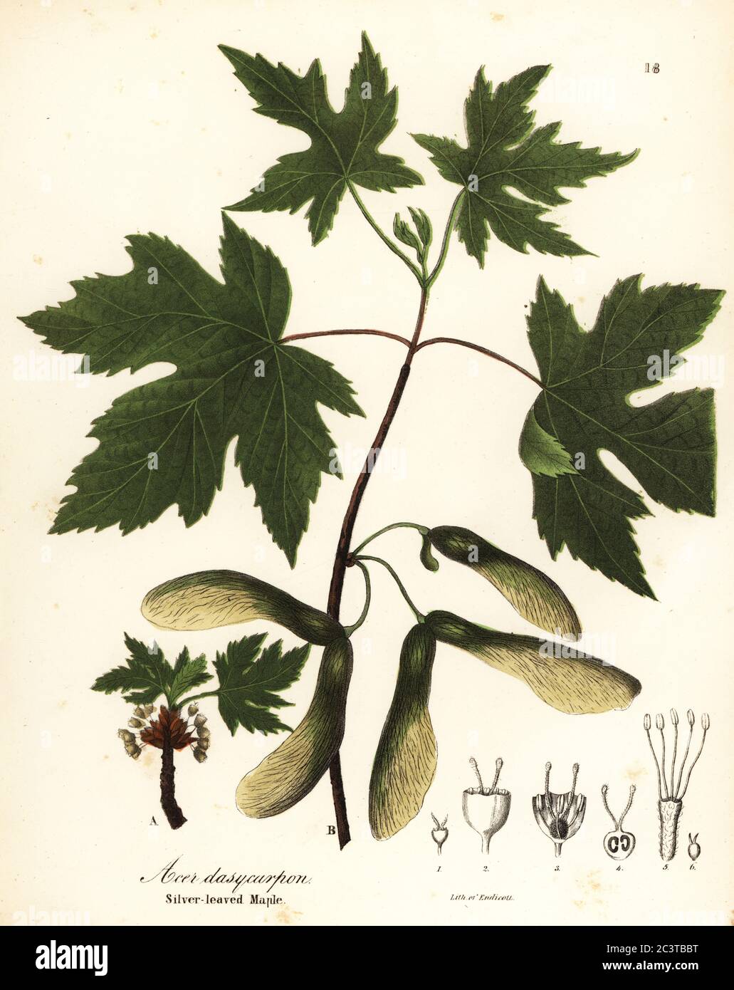 Silver maple, Acer saccharinum (Silver-leaved maple, Acer dasycarpum). Handcoloured lithograph by Endicott after a botanical illustration from John Torrey’s A Flora of the State of New York, Carroll and Cook, Albany, 1843. The plates drawn by John Torrey, Agnes Mitchell, Elizabeth Paoley and Swinton. John Torrey was an American botanist, chemist and physician 1796-1873. Stock Photo