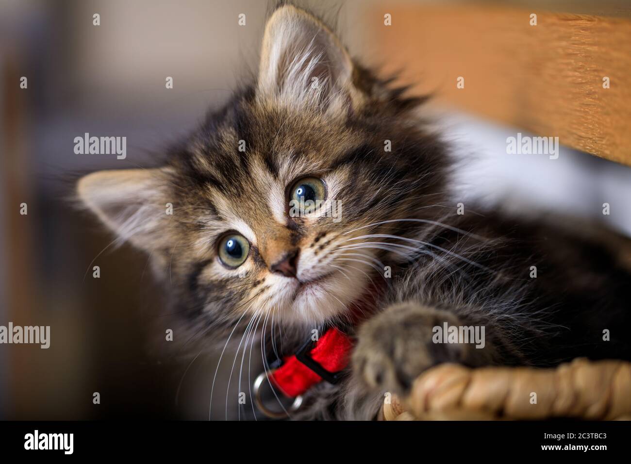 Eight week old kitten photographed enjoying life in a basket Stock ...