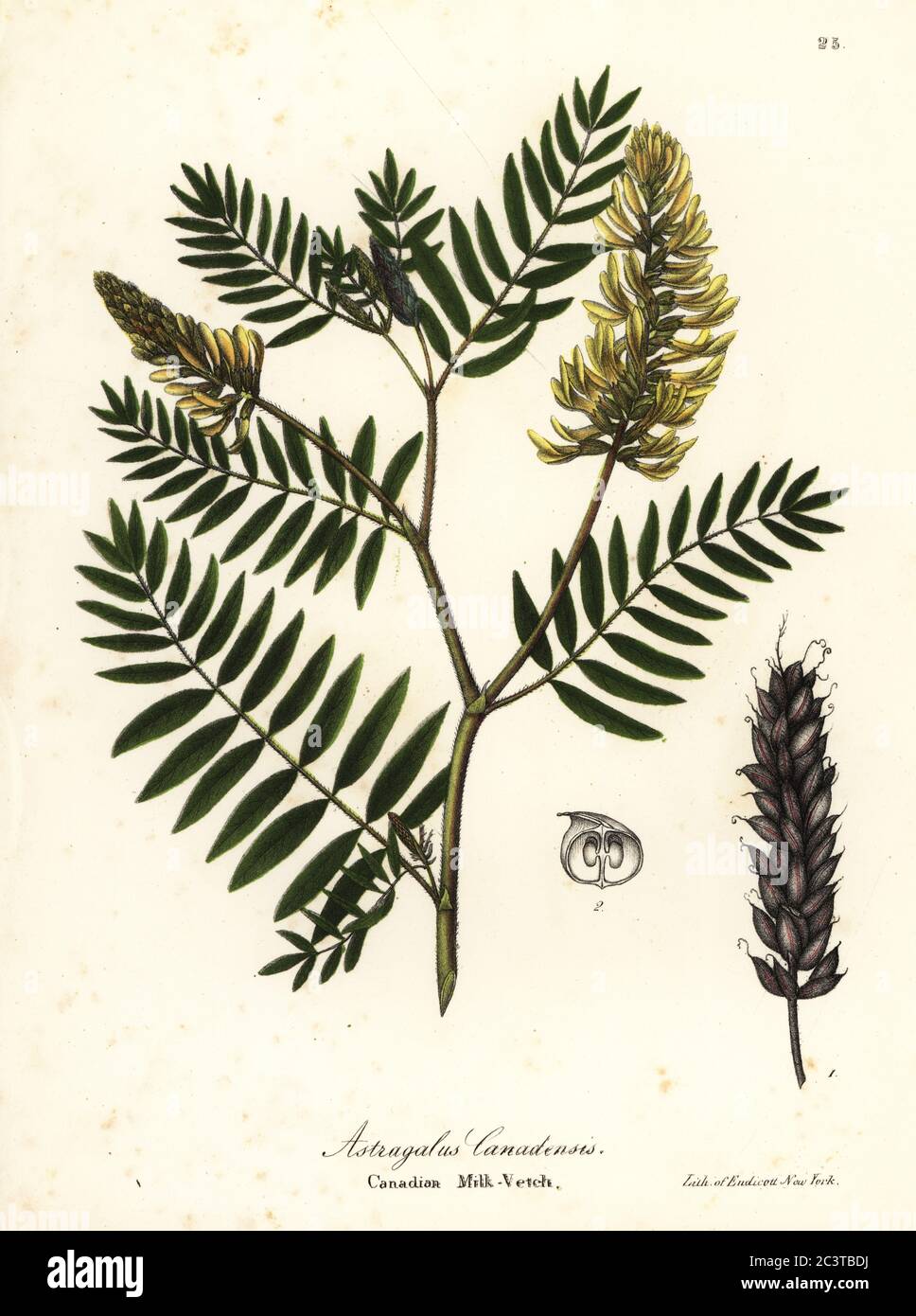 Canadian milk-vetch, Astragalus canadensis. Handcoloured lithograph by Endicott after a botanical illustration from John Torrey’s A Flora of the State of New York, Carroll and Cook, Albany, 1843. The plates drawn by John Torrey, Agnes Mitchell, Elizabeth Paoley and Swinton. John Torrey was an American botanist, chemist and physician 1796-1873. Stock Photo