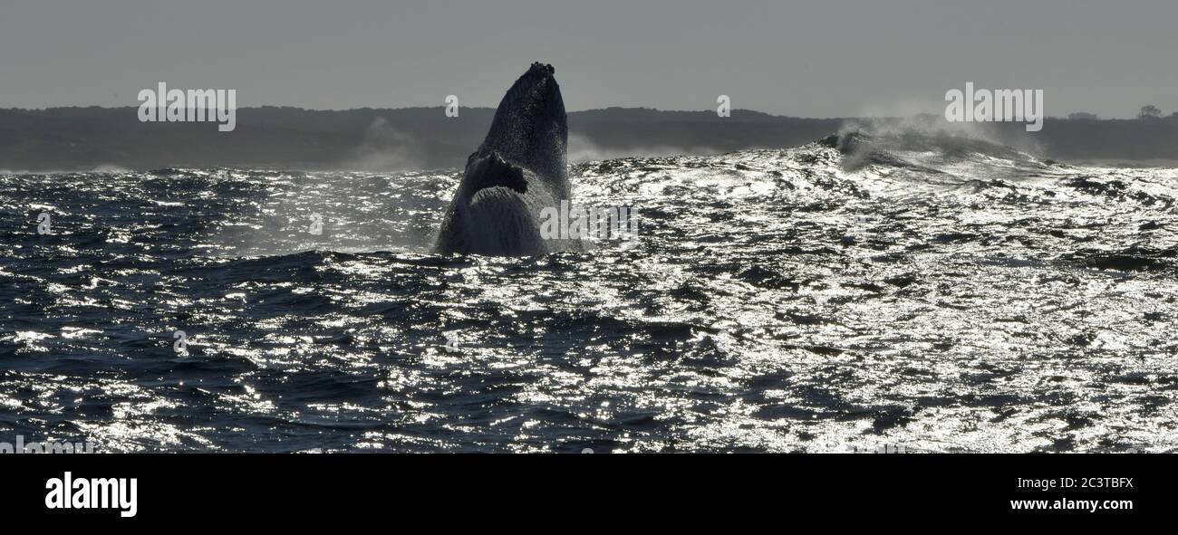 Humpback whale breaching. Humpback whale jumping out of the water ...