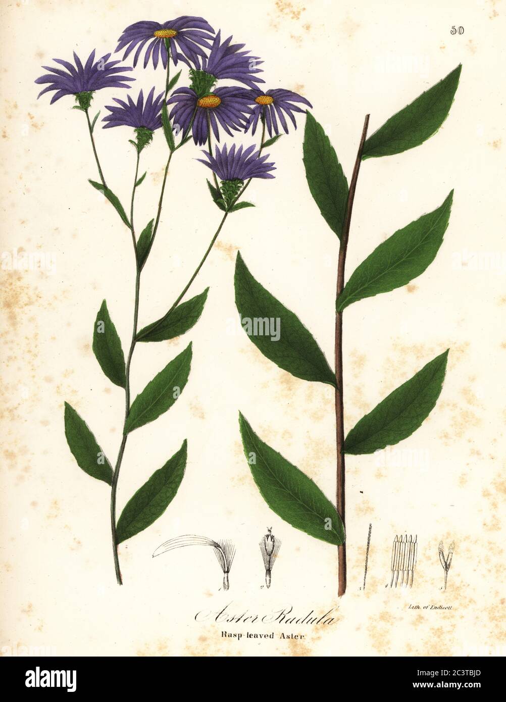 Low rough aster or rough wood aster, Eurybia radula (Rasp-leaved aster, Aster radula). Handcoloured lithograph by Endicott after a botanical illustration from John Torrey’s A Flora of the State of New York, Carroll and Cook, Albany, 1843. The plates drawn by John Torrey, Agnes Mitchell, Elizabeth Paoley and Swinton. John Torrey was an American botanist, chemist and physician 1796-1873. Stock Photo