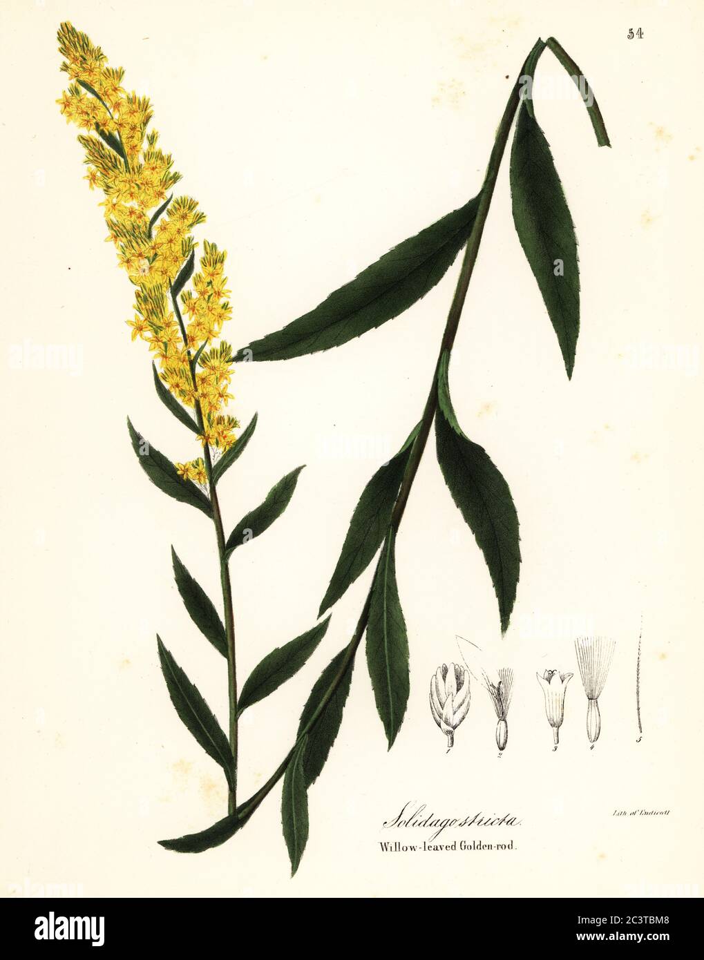 Wand goldenrod, willowleaf goldenrod or willow-leaved golden-rod, Solidago stricta. Handcoloured lithograph by Endicott after a botanical illustration from John Torrey’s A Flora of the State of New York, Carroll and Cook, Albany, 1843. The plates drawn by John Torrey, Agnes Mitchell, Elizabeth Paoley and Swinton. John Torrey was an American botanist, chemist and physician 1796-1873. Stock Photo