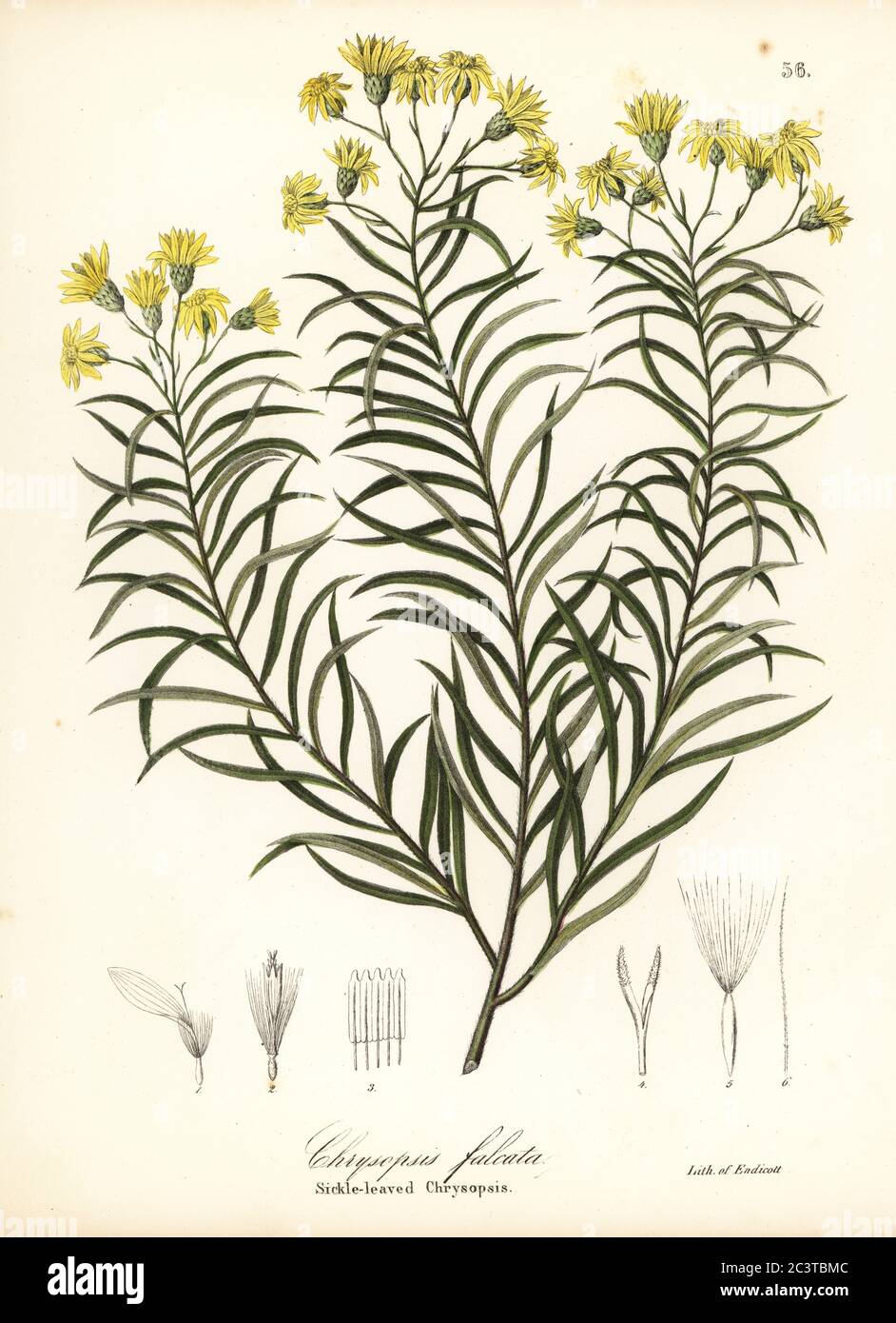 Sickleleaf silkgrass or sickle-leaved golden aster, Pityopsis falcata (Sickle-leaved chrysopsis, Chrysopsis falcata). Handcoloured lithograph by Endicott after a botanical illustration from John Torrey’s A Flora of the State of New York, Carroll and Cook, Albany, 1843. The plates drawn by John Torrey, Agnes Mitchell, Elizabeth Paoley and Swinton. John Torrey was an American botanist, chemist and physician 1796-1873. Stock Photo