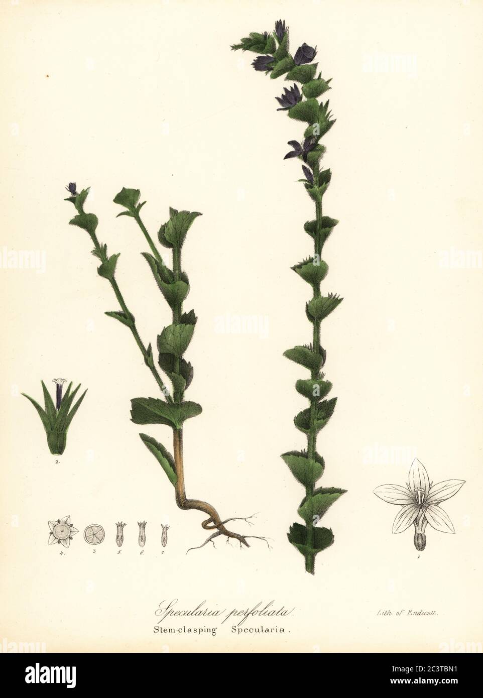 Clasping Venus' looking-glass or clasping bellflower, Triodanis perfoliata (Stem-clasping specularia, Specularia perfoliata). Handcoloured lithograph by Endicott after a botanical illustration from John Torrey’s A Flora of the State of New York, Carroll and Cook, Albany, 1843. The plates drawn by John Torrey, Agnes Mitchell, Elizabeth Paoley and Swinton. John Torrey was an American botanist, chemist and physician 1796-1873. Stock Photo