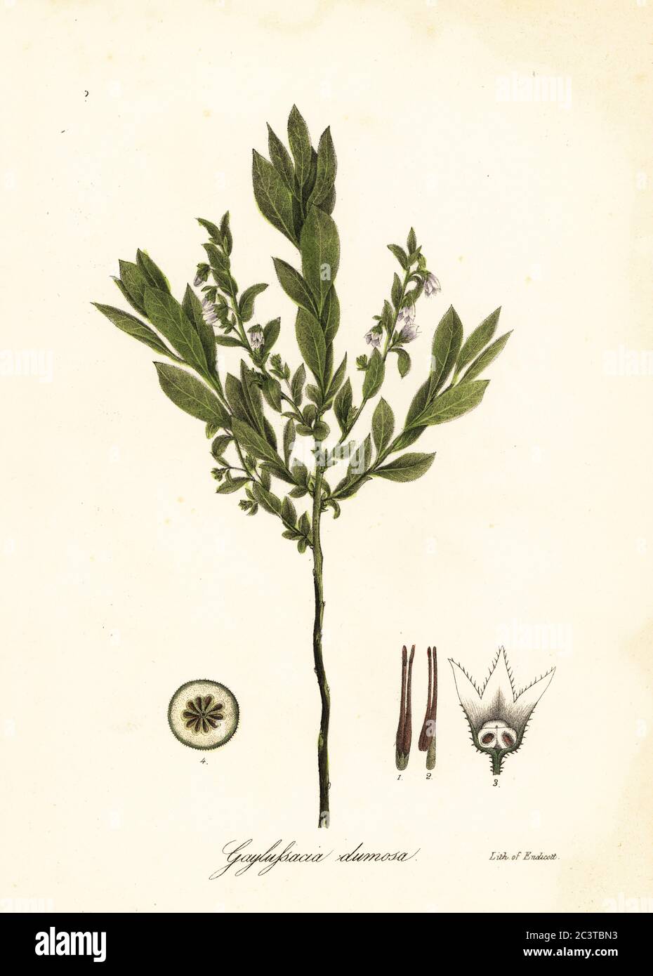 Dwarf huckleberry, bush huckleberry or gopherberry, Gaylussacia dumosa. Handcoloured lithograph by Endicott after a botanical illustration from John Torrey’s A Flora of the State of New York, Carroll and Cook, Albany, 1843. The plates drawn by John Torrey, Agnes Mitchell, Elizabeth Paoley and Swinton. John Torrey was an American botanist, chemist and physician 1796-1873. Stock Photo