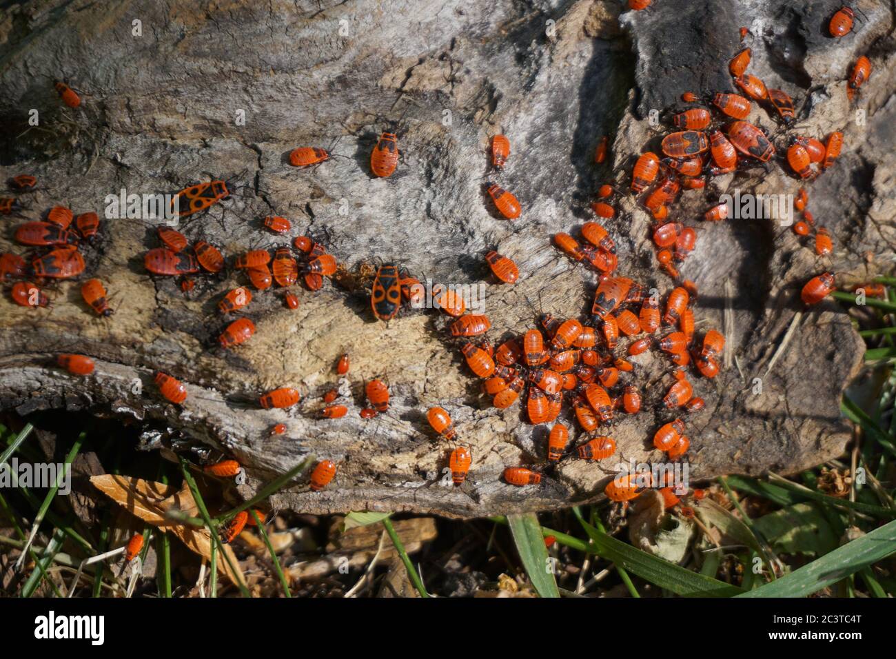 closeup of a nursery of young firebugs hiding on a tree stump Stock Photo
