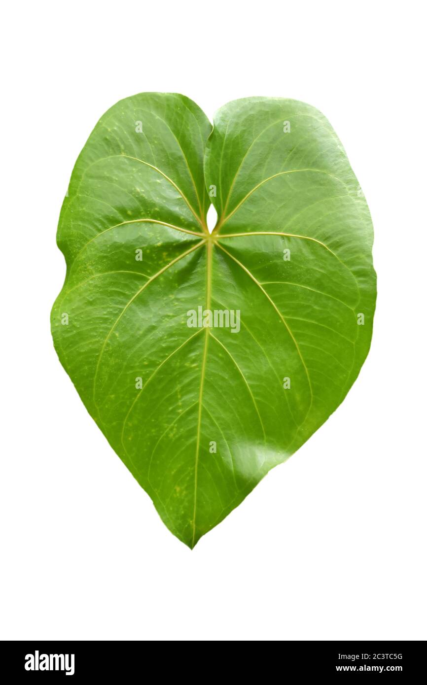 Large heart shaped green leaves of Elephant ear or taro (Colocasia species) the tropical foliage plant isolated on white background, clipping path inc Stock Photo