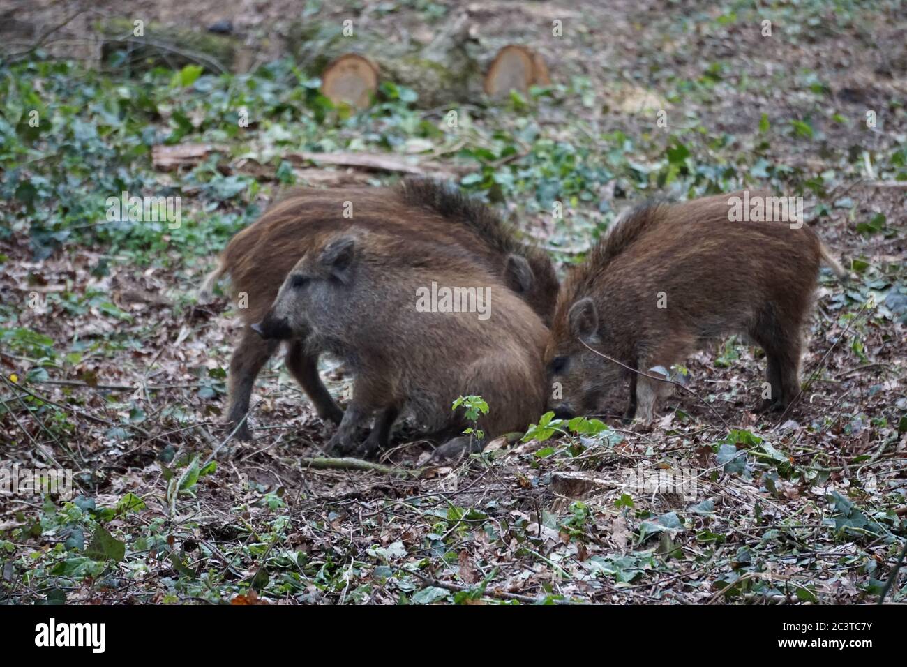 three young wild boars roaming and playing in the forest Stock Photo