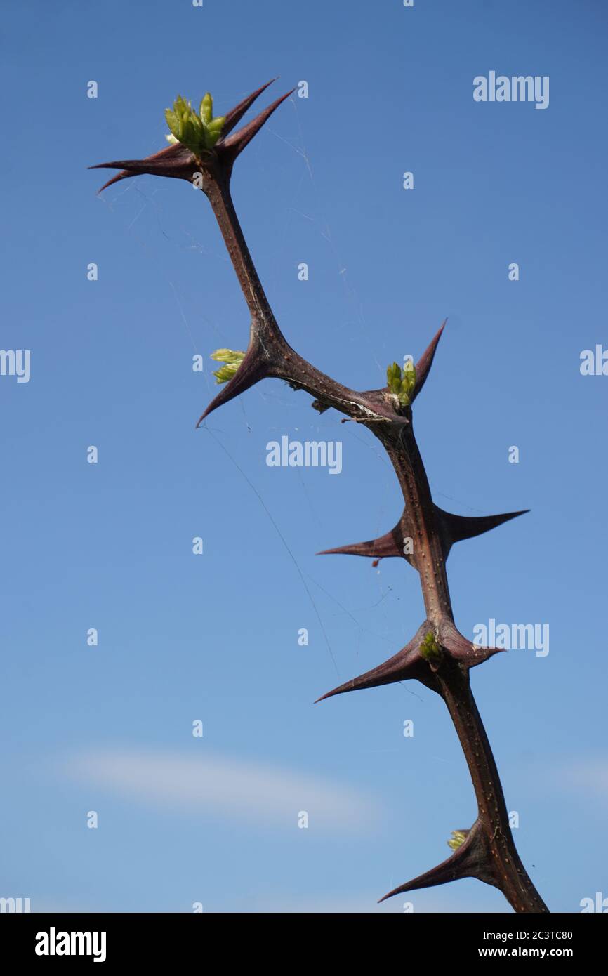 small green buds growing on a bramble with big brown thorns Stock Photo