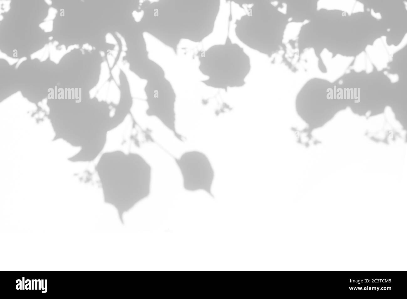 Blurred overlay effect for for natural light photo effects. Gray shadows of  linden tree blooming branches on a white wall. Abstract neutral nature con  Stock Photo - Alamy